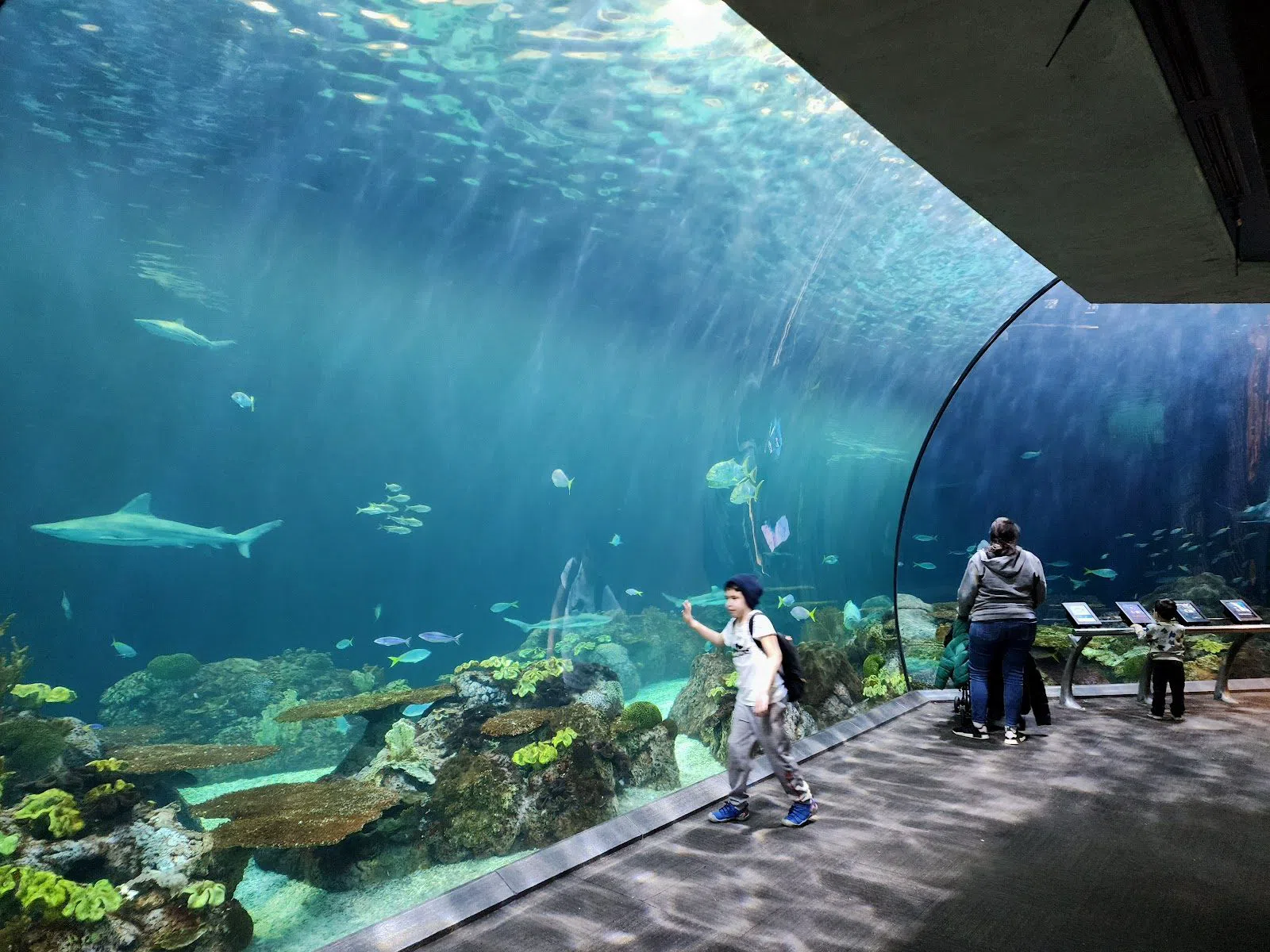 芝加哥的Shedd Aquarium